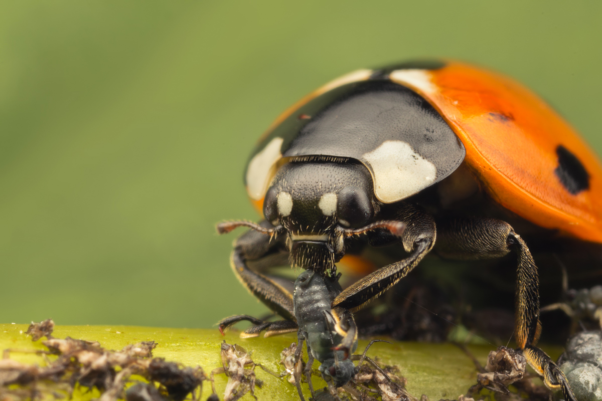 Seven Spot Ladybird eating Aphids 1